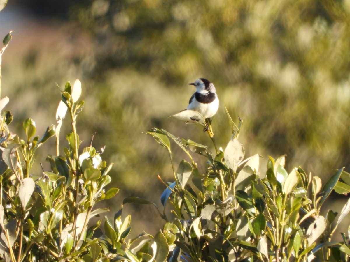 White-fronted Chat - ML641107100