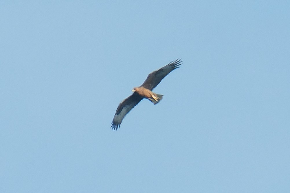 Bonelli's Eagle - ML641107153