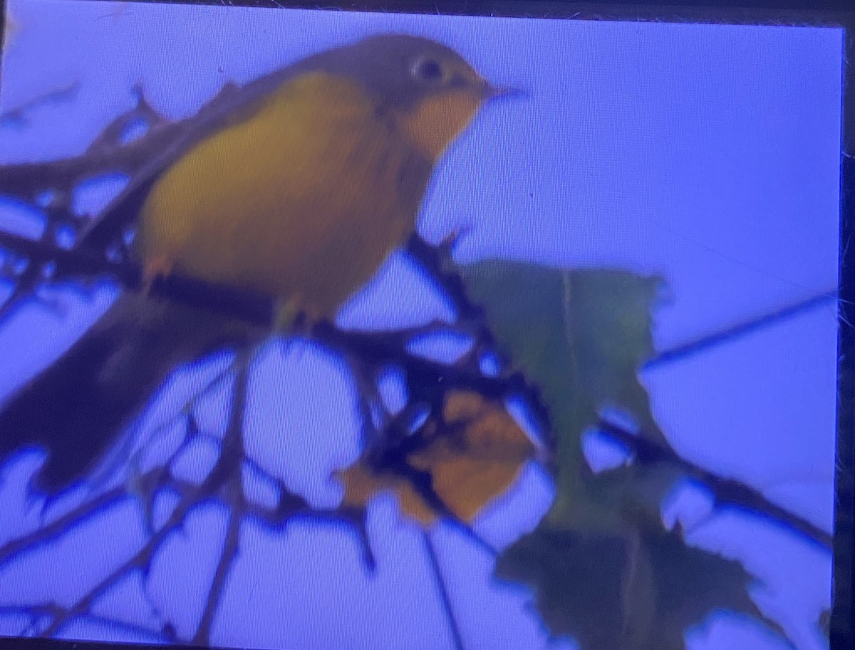 Canada Warbler - ML641107164