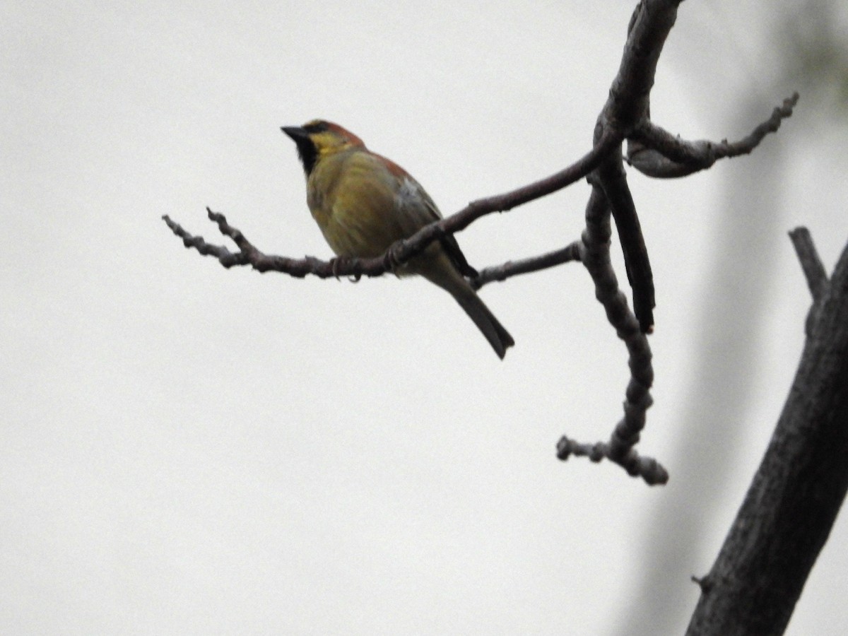 Plain-backed Sparrow - ML641107165