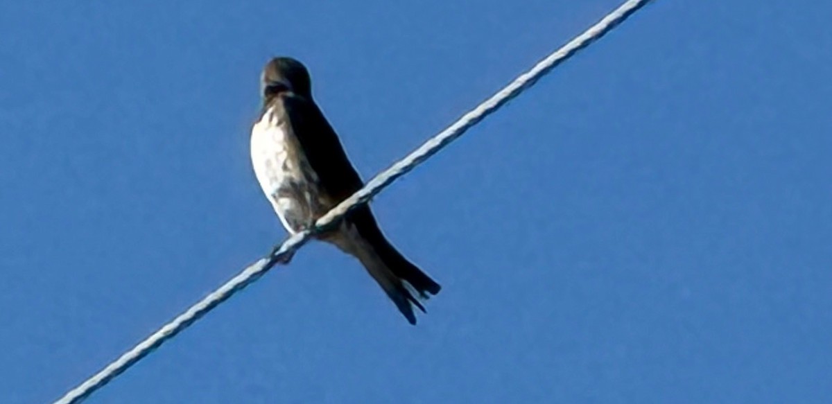 Purple Martin - ML641107174
