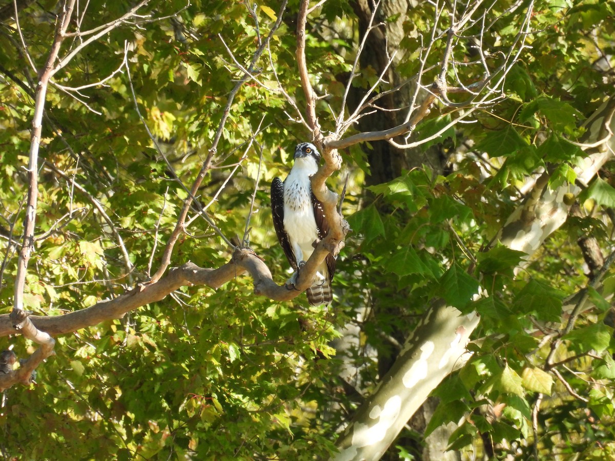 Falco pescatore - ML641107182