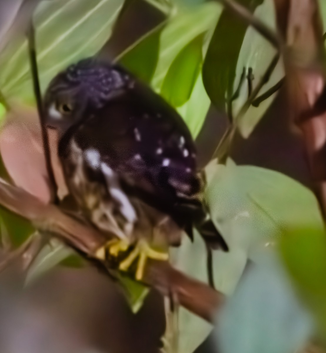Cloud-forest Pygmy-Owl - ML641107218