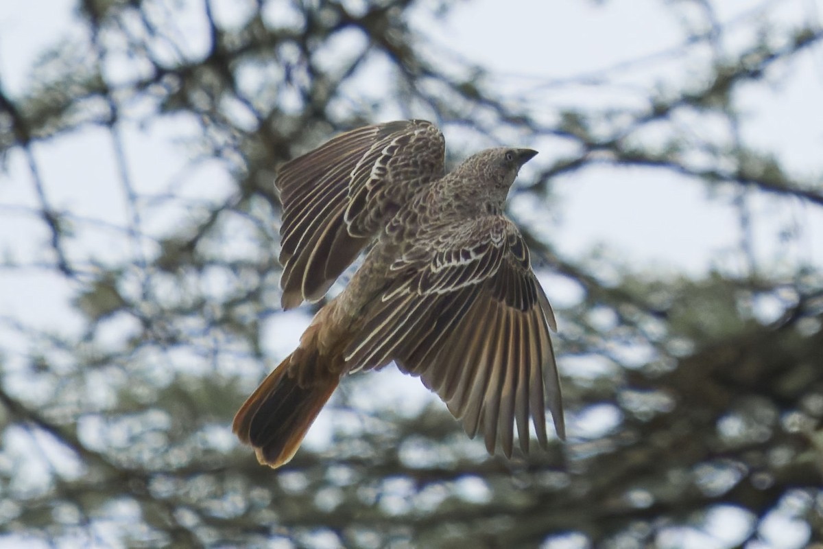 Rufous-tailed Weaver - ML641107224