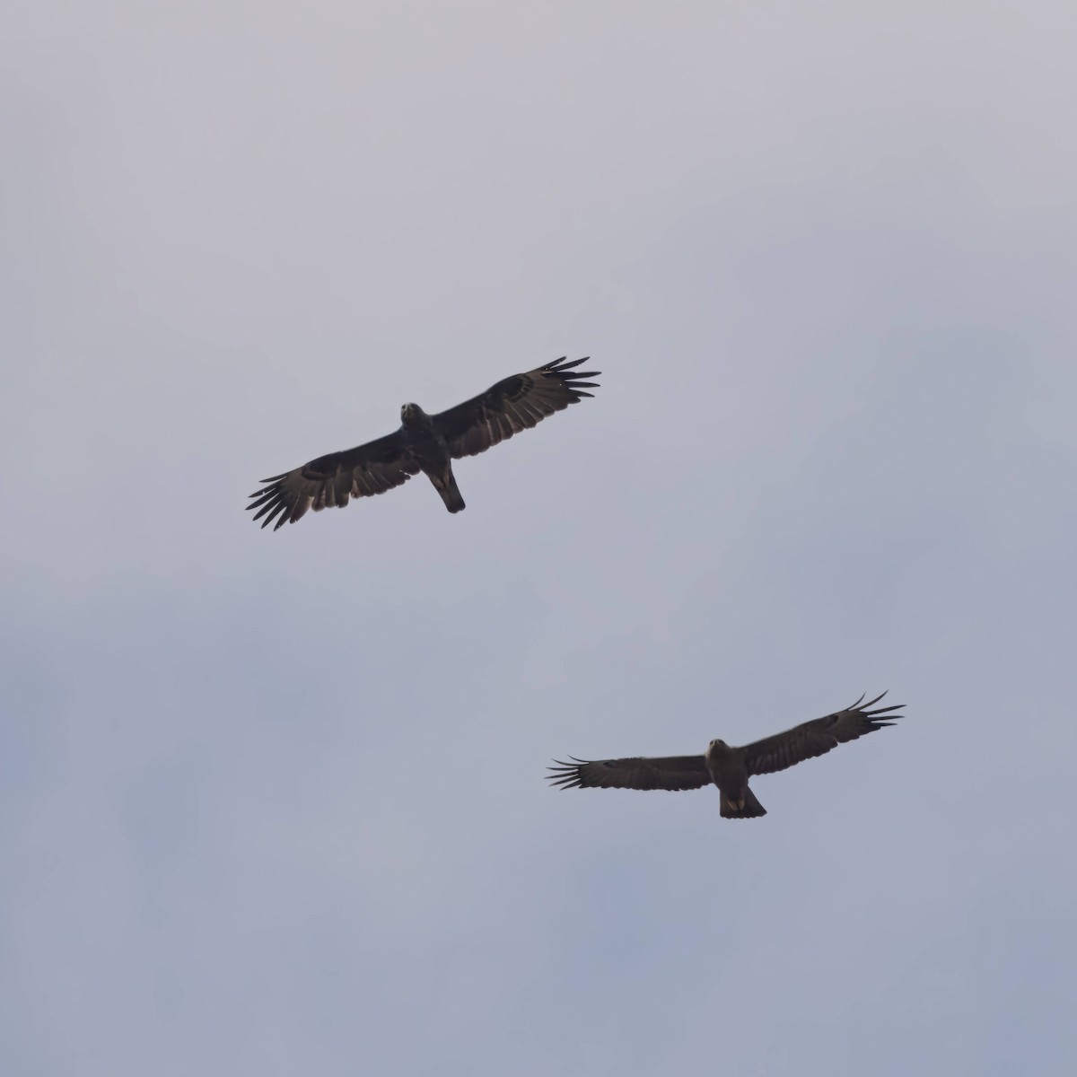 Wahlberg's Eagle - ML641107230