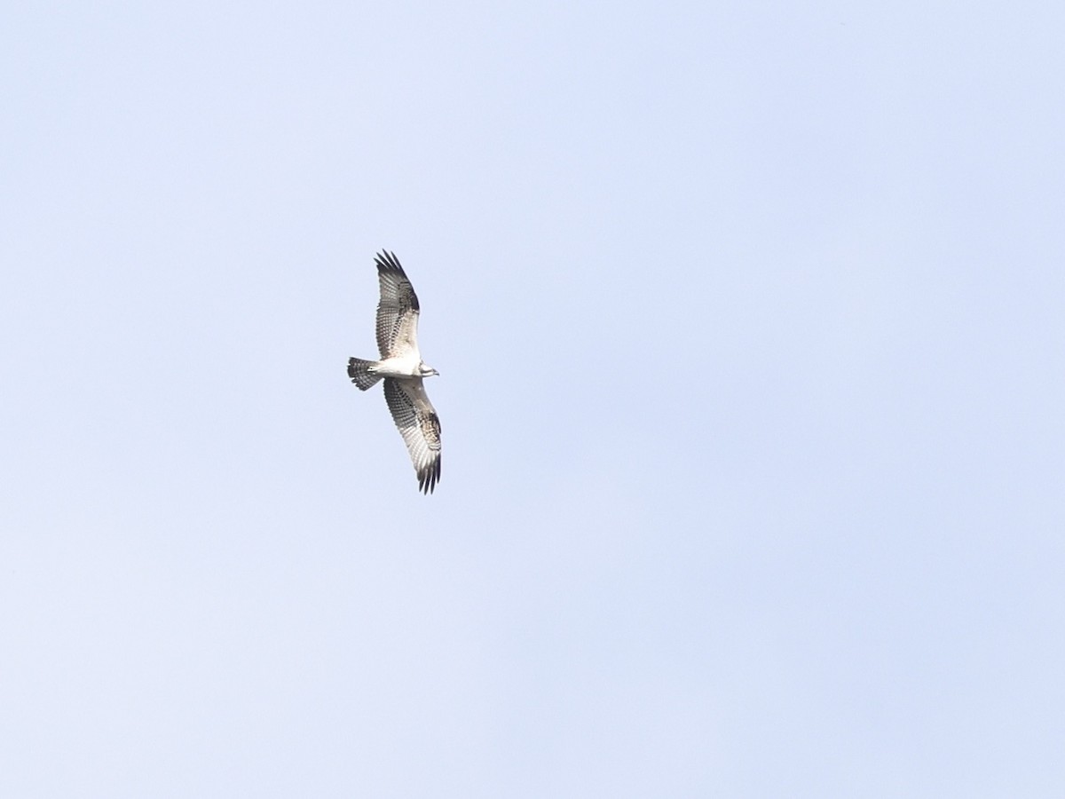 Falco pescatore - ML641107232