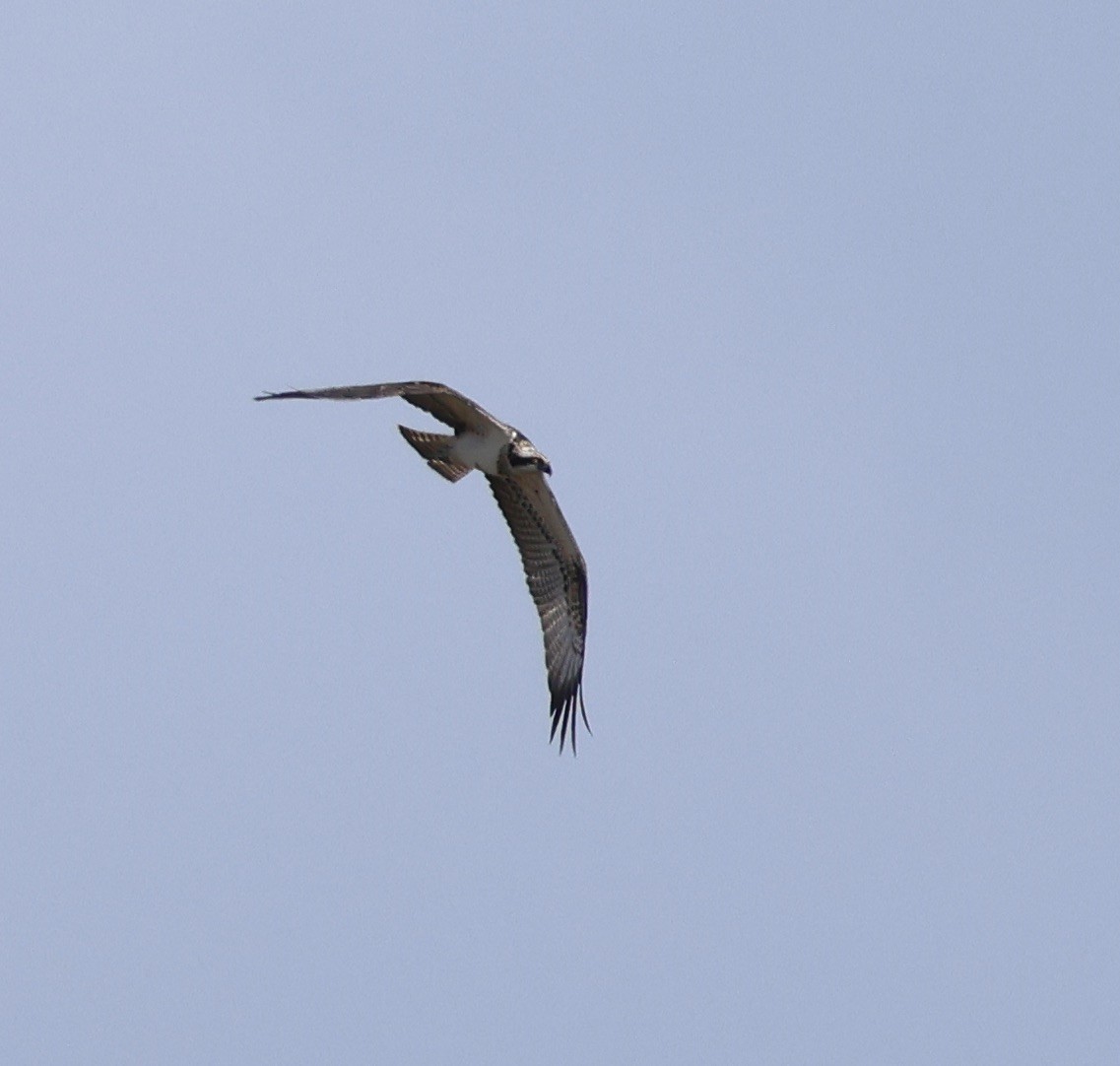 Falco pescatore - ML641107235