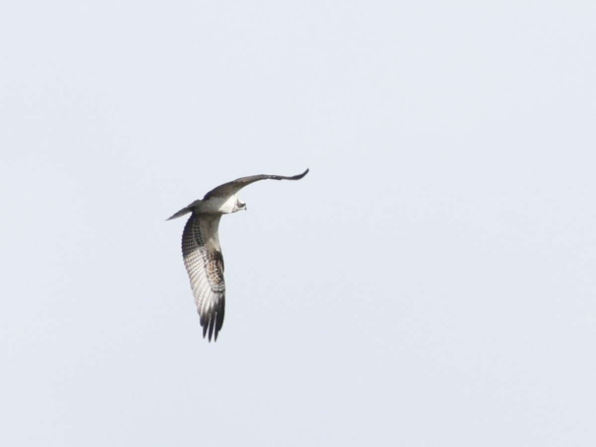 Falco pescatore - ML641107236