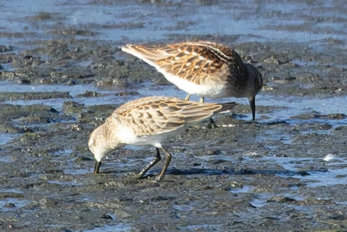 Least Sandpiper - ML641107248