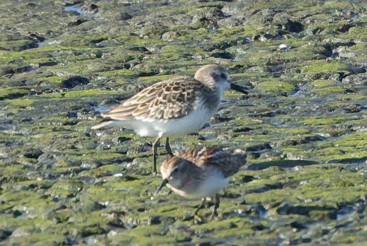Semipalmated Sandpiper - ML641107251