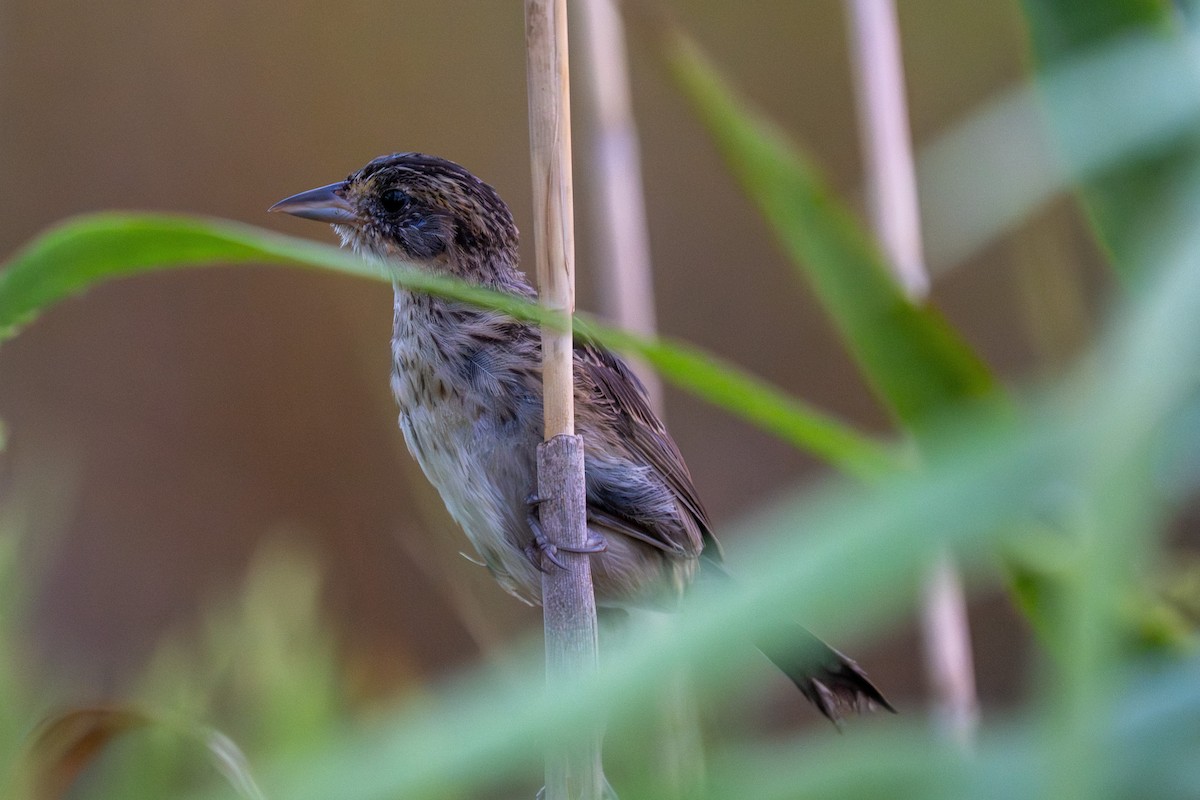 Seaside Sparrow - ML641107257