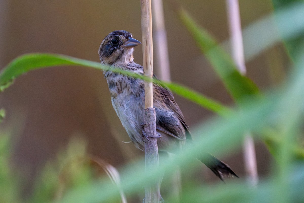 Seaside Sparrow - ML641107258