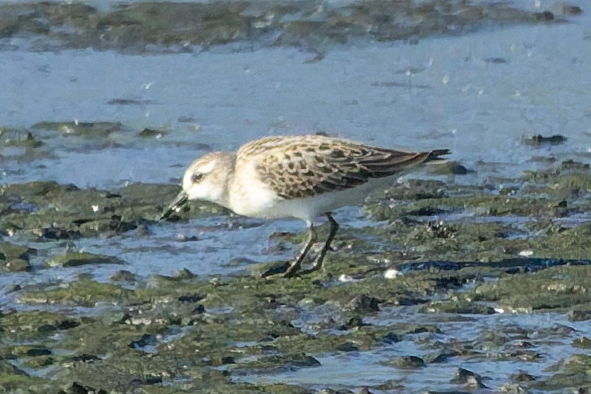 Semipalmated Sandpiper - ML641107259