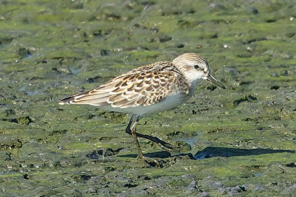 Semipalmated Sandpiper - ML641107266
