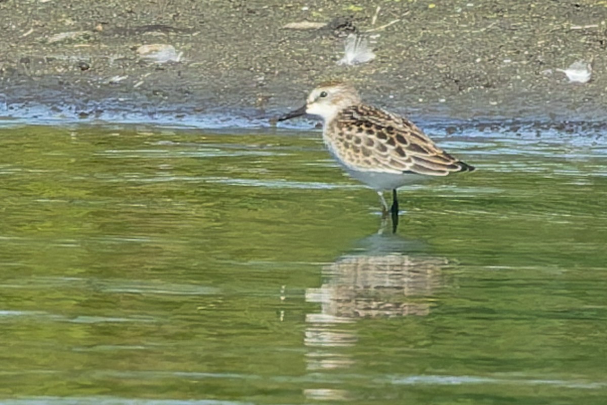 Semipalmated Sandpiper - ML641107268