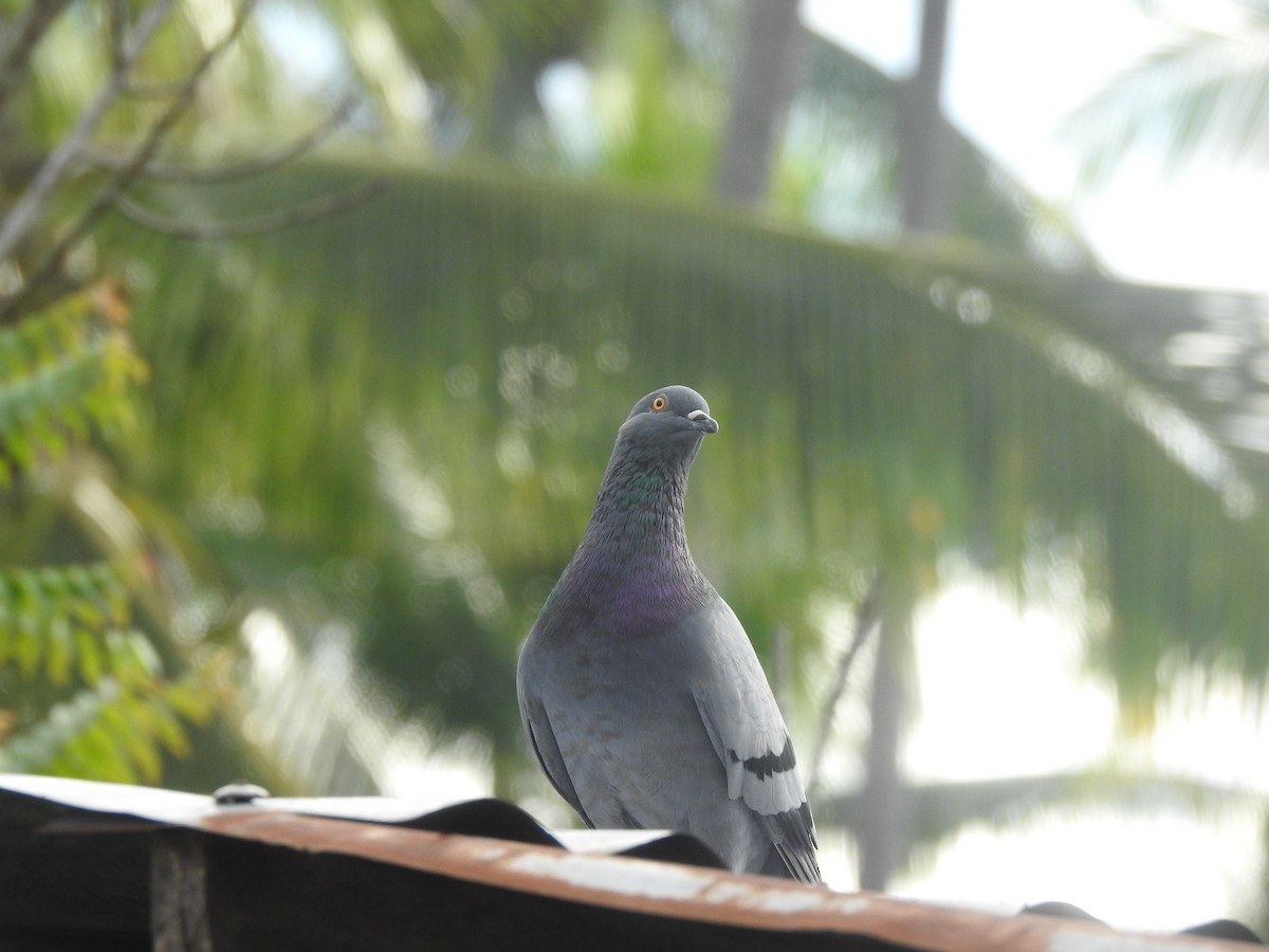 Rock Pigeon (Feral Pigeon) - ML641107371