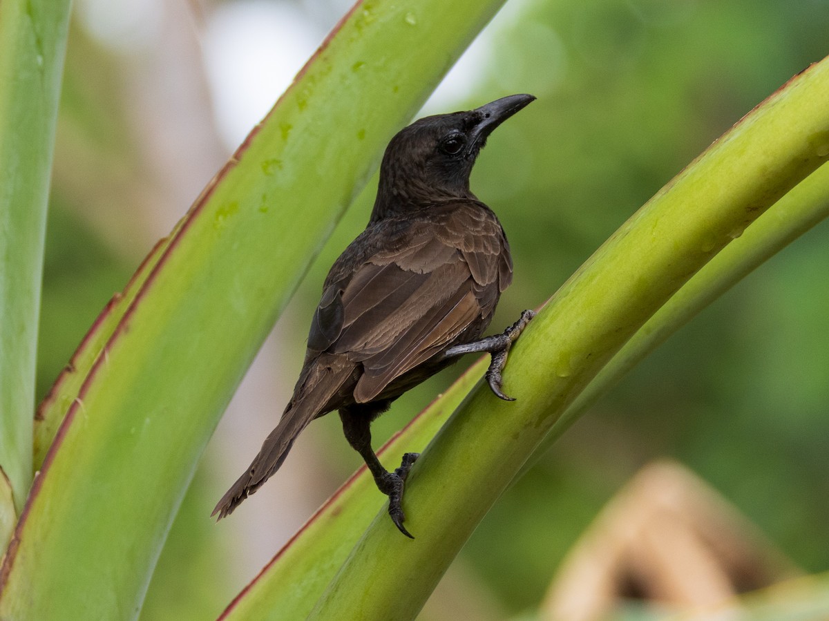 Samoan Starling - ML641107373