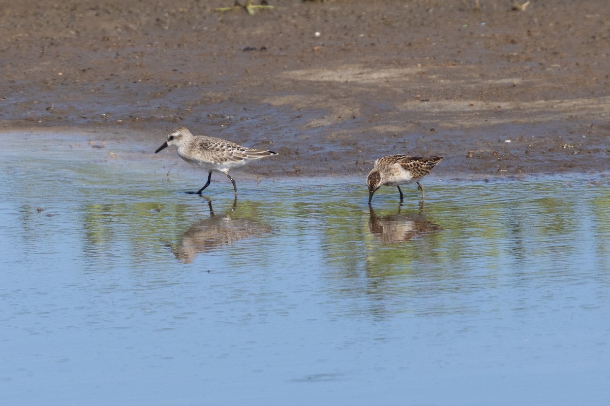 Least Sandpiper - ML641107382