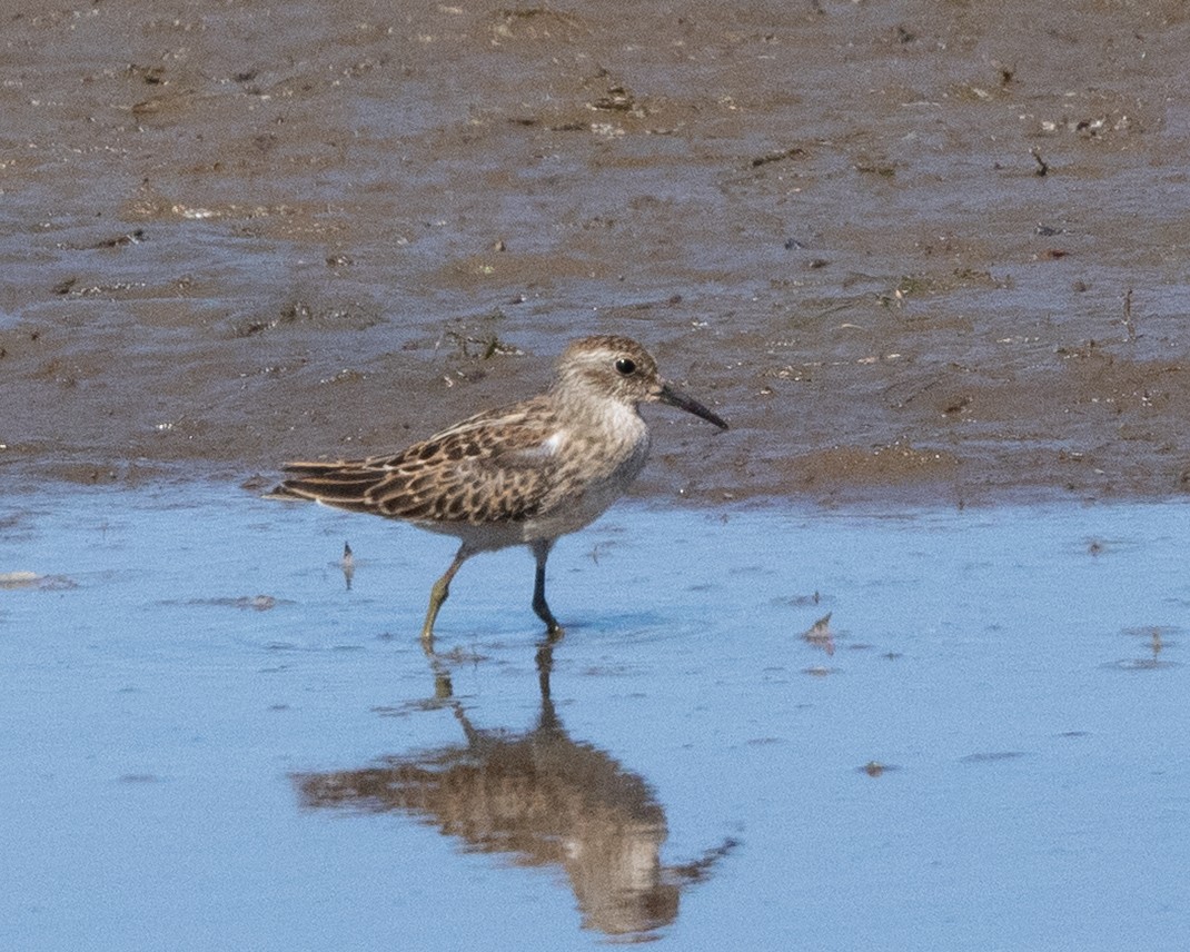 Least Sandpiper - ML641107383