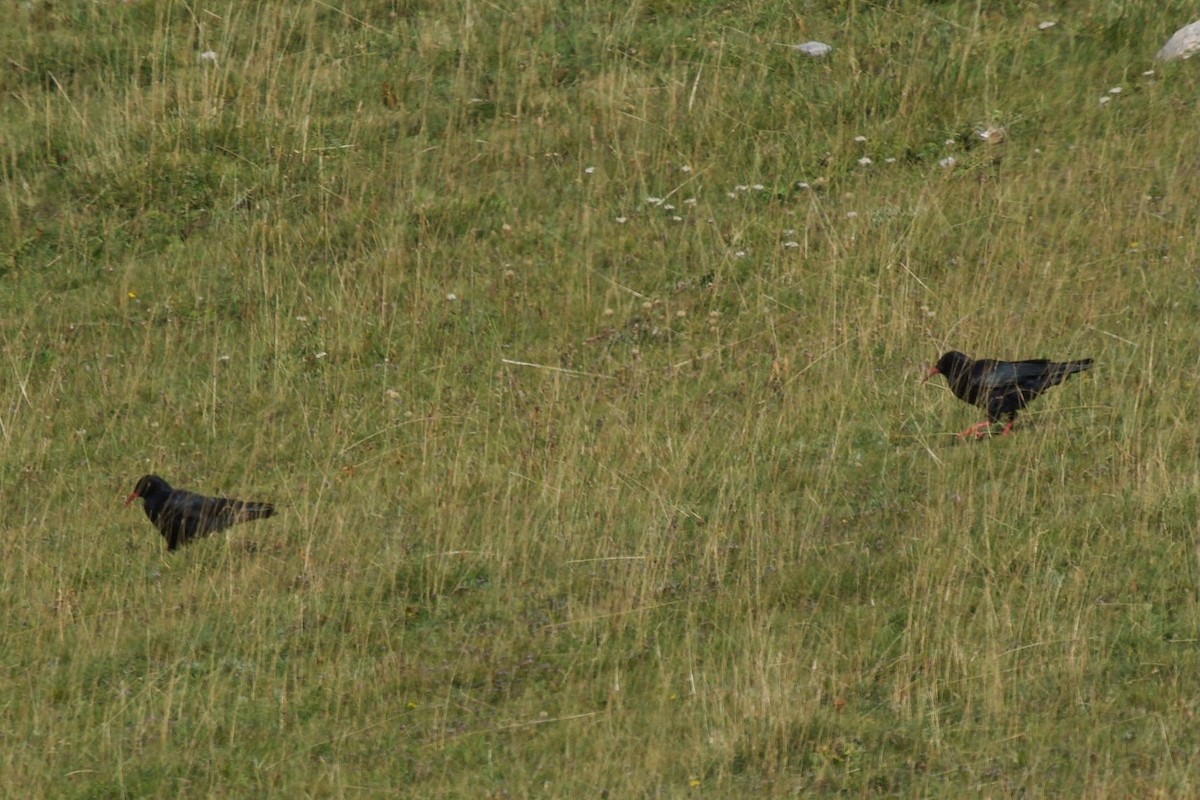 kavče červenozobé - ML641107393