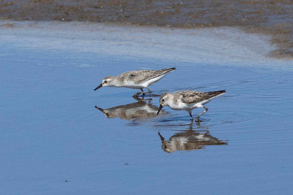 Semipalmated Sandpiper - ML641107396