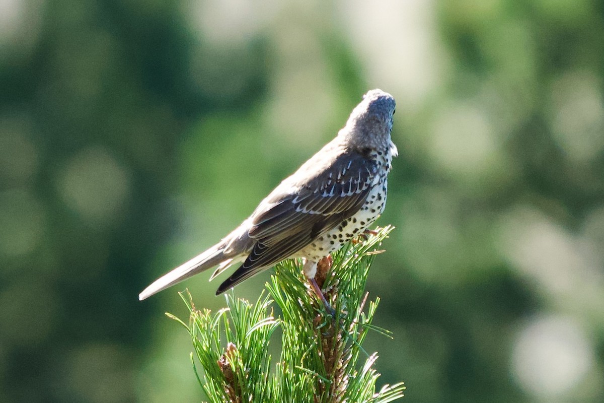 drozd brávník - ML641107398