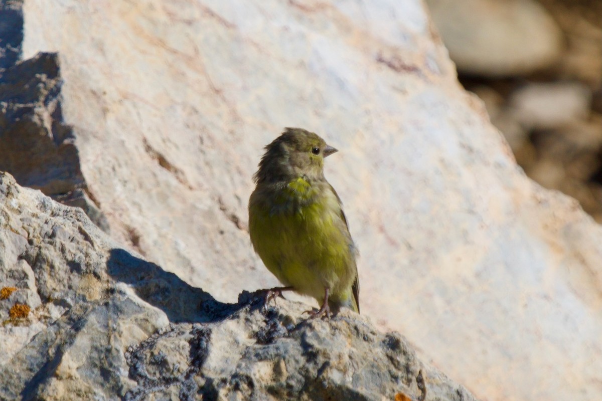 zvonohlík citronový - ML641107404