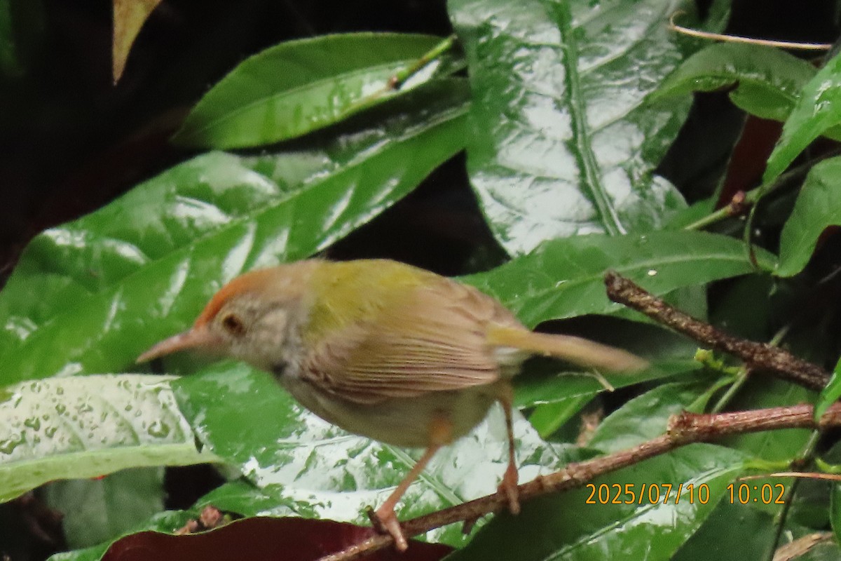 Common Tailorbird - ML641107433