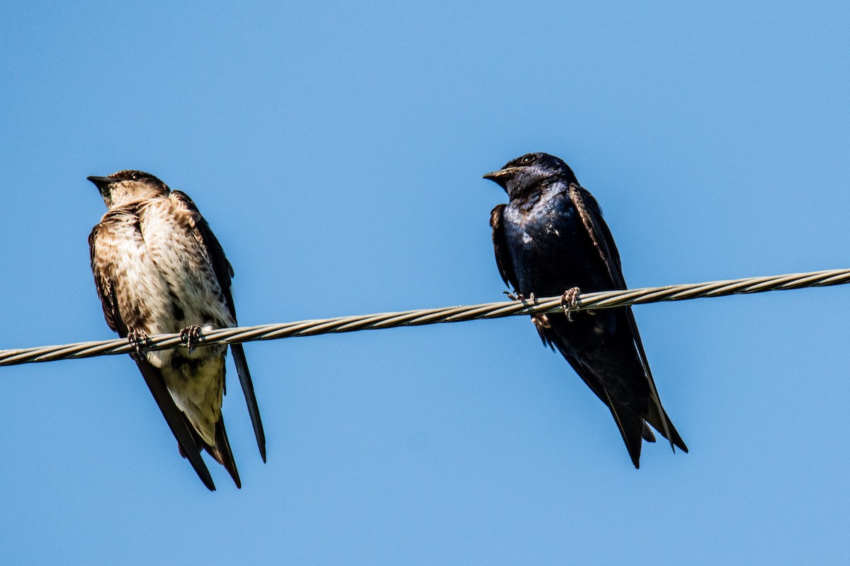 Purple Martin - ML641107439