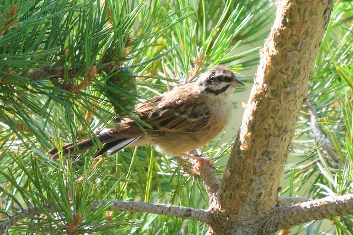 Rock Bunting - ML641107441