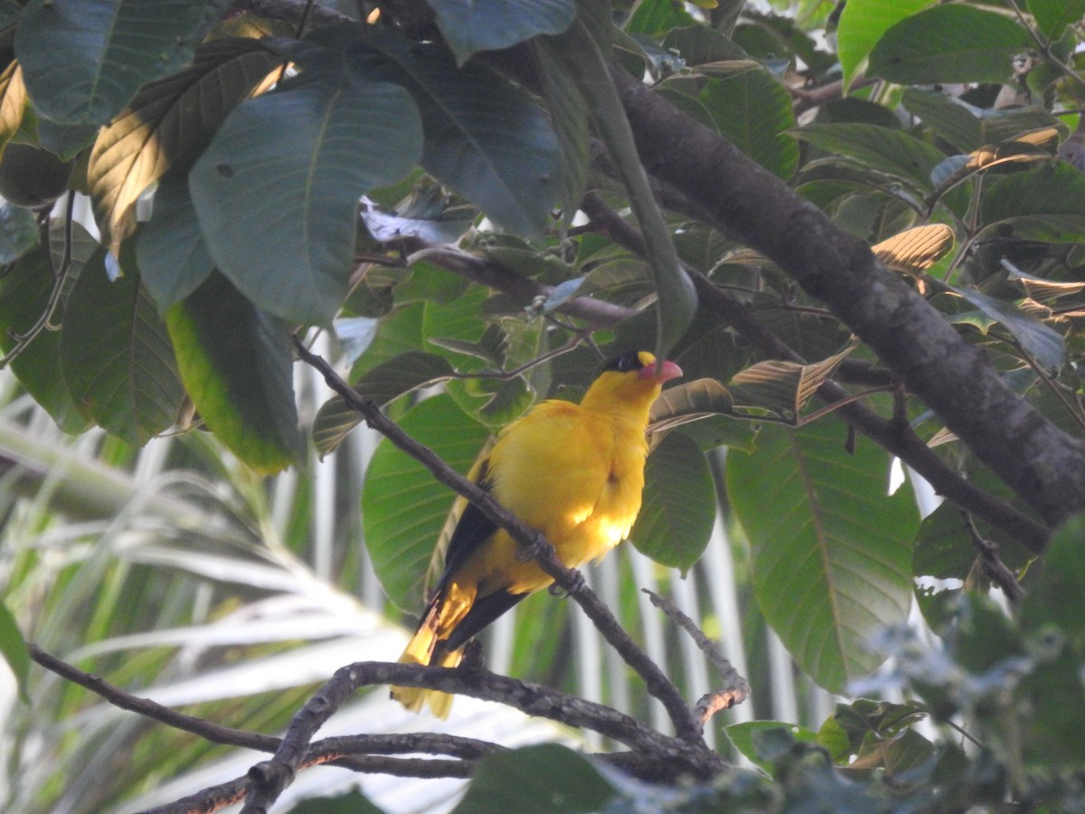 Black-naped Oriole - ML641107448