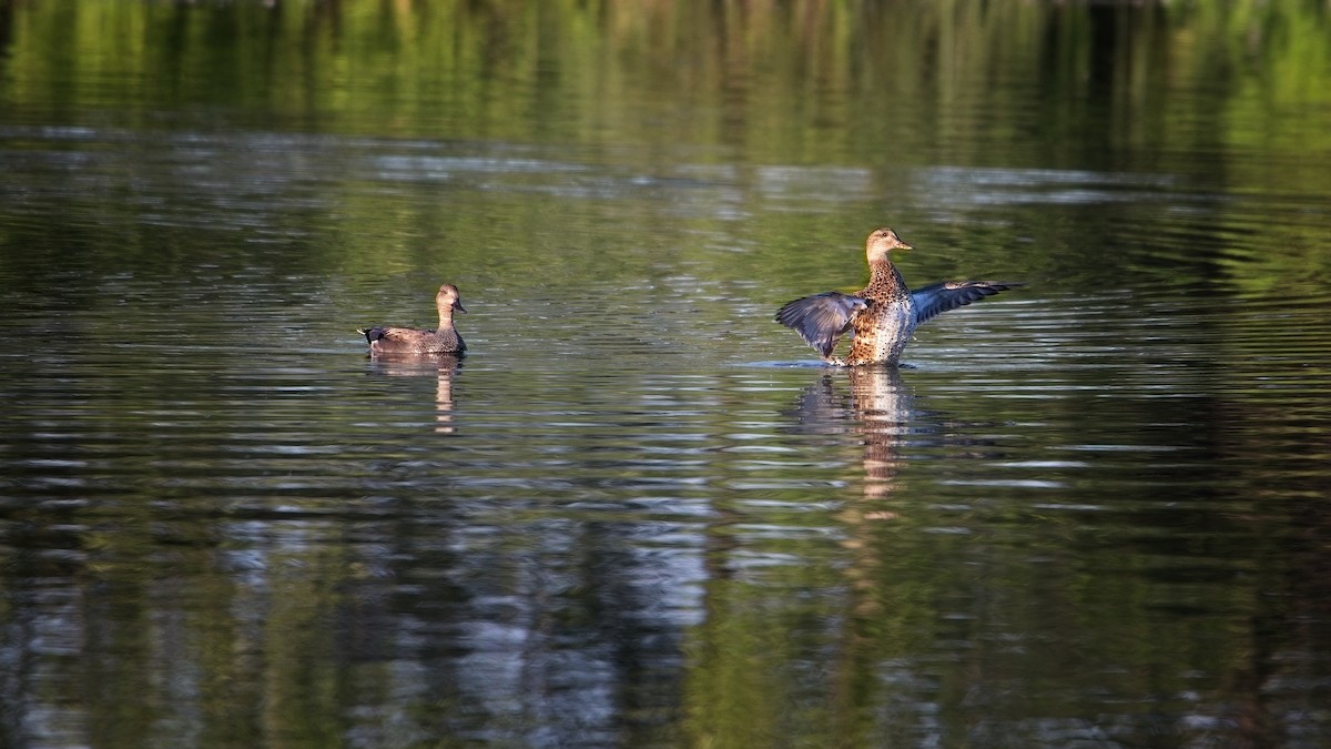 kopřivka obecná - ML641107472