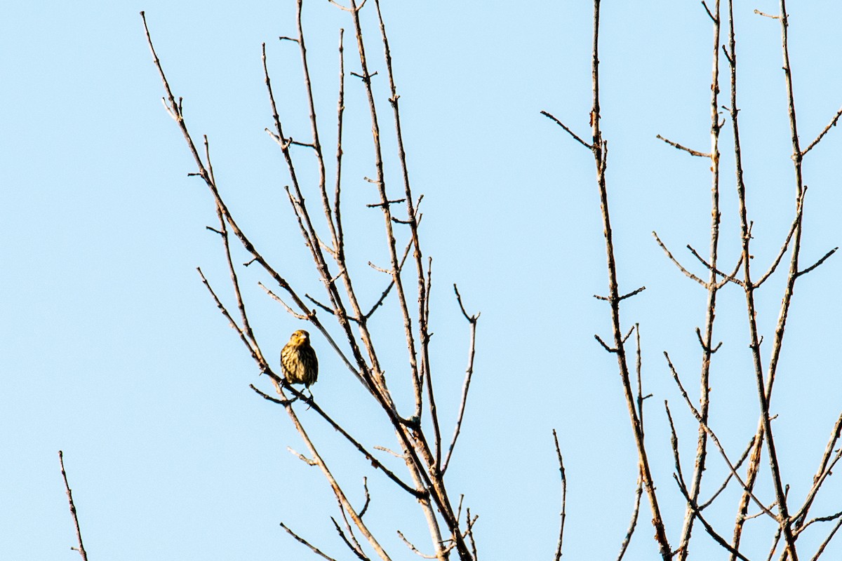Red-winged Blackbird - ML641107484
