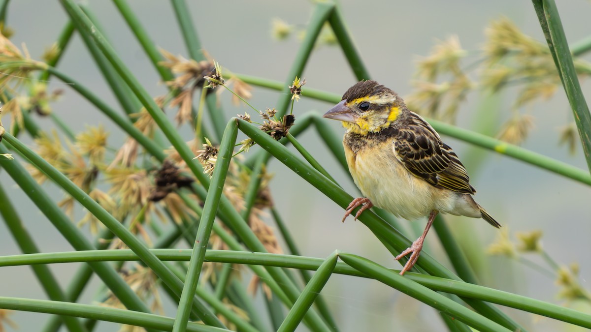 Black-breasted Weaver - ML641107540