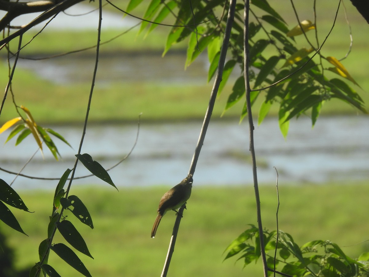 Yellow-wattled Bulbul - ML641107574