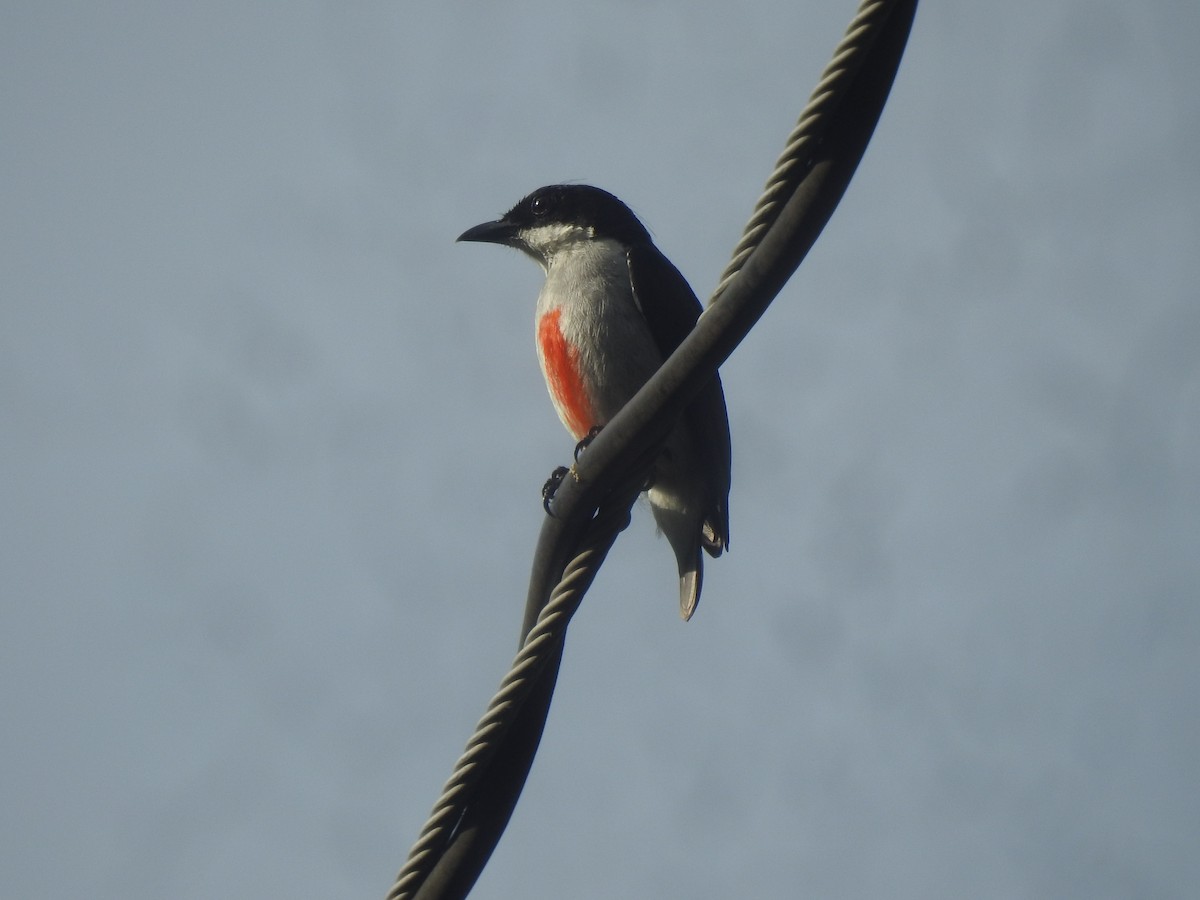 rødkjølblomsterfugl - ML641107581