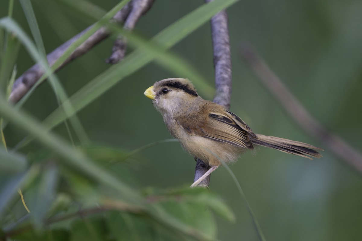 Reed Parrotbill - ML641107601
