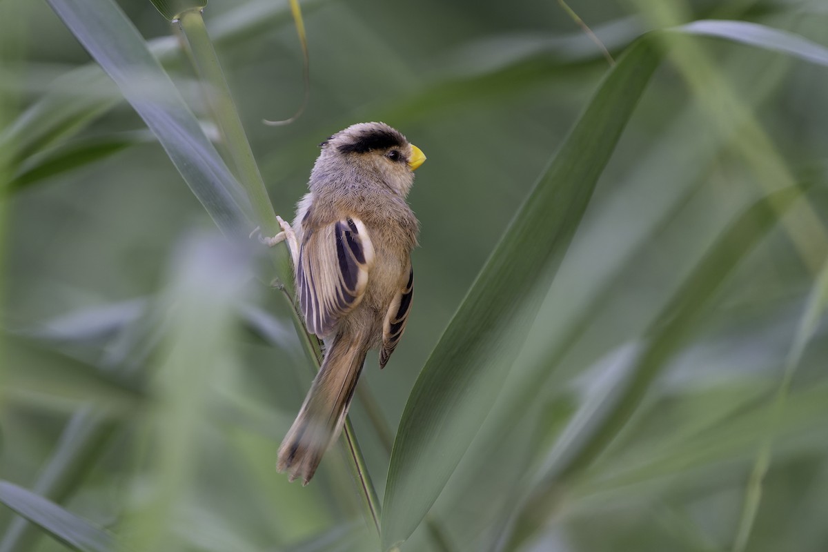Reed Parrotbill - ML641107602