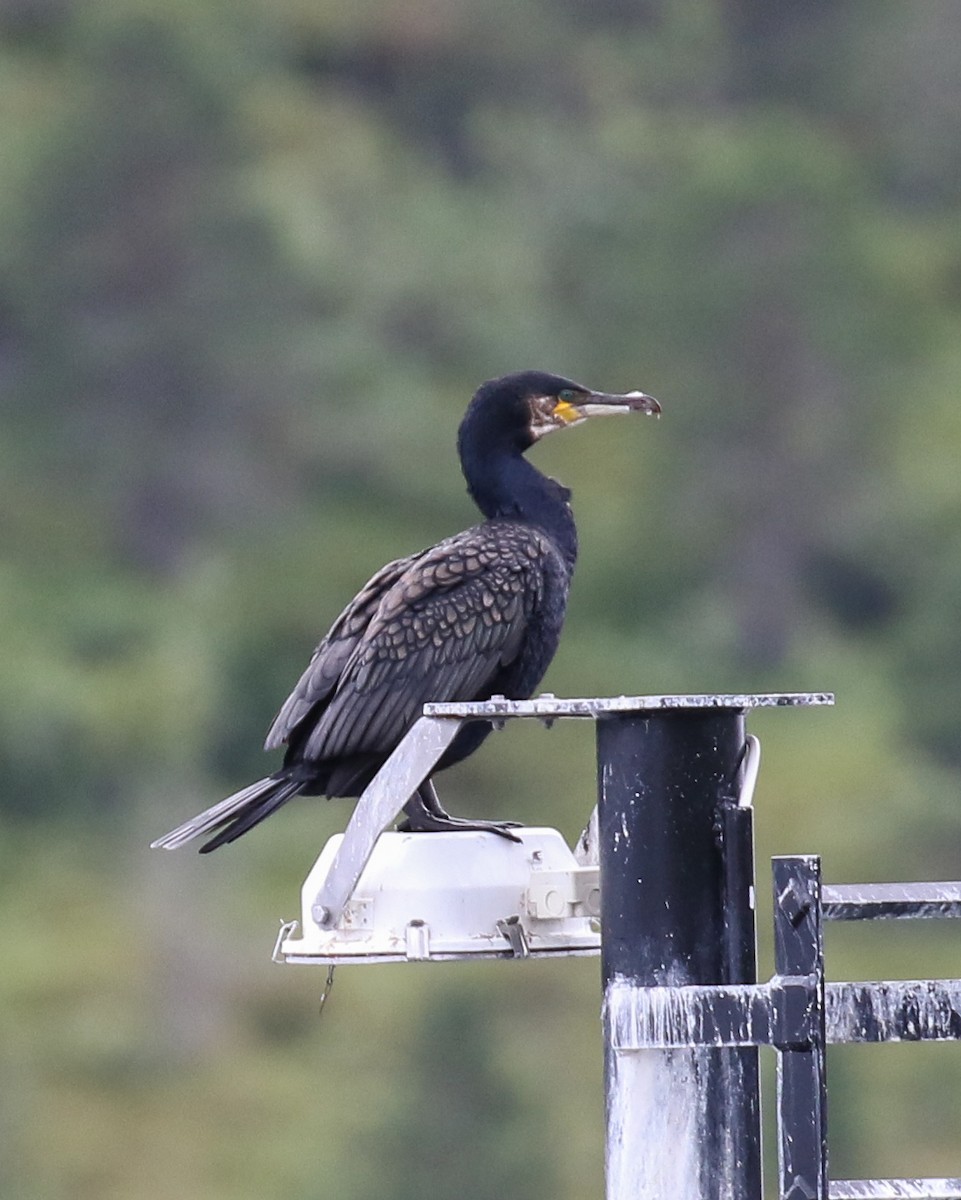 鸕鷀 - ML641107604