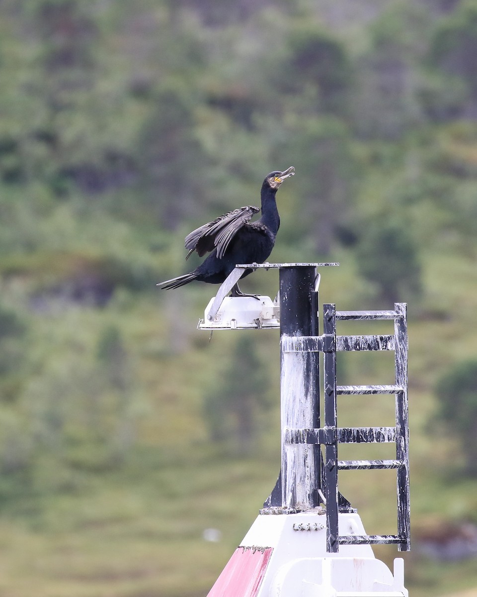 鸕鷀 - ML641107605