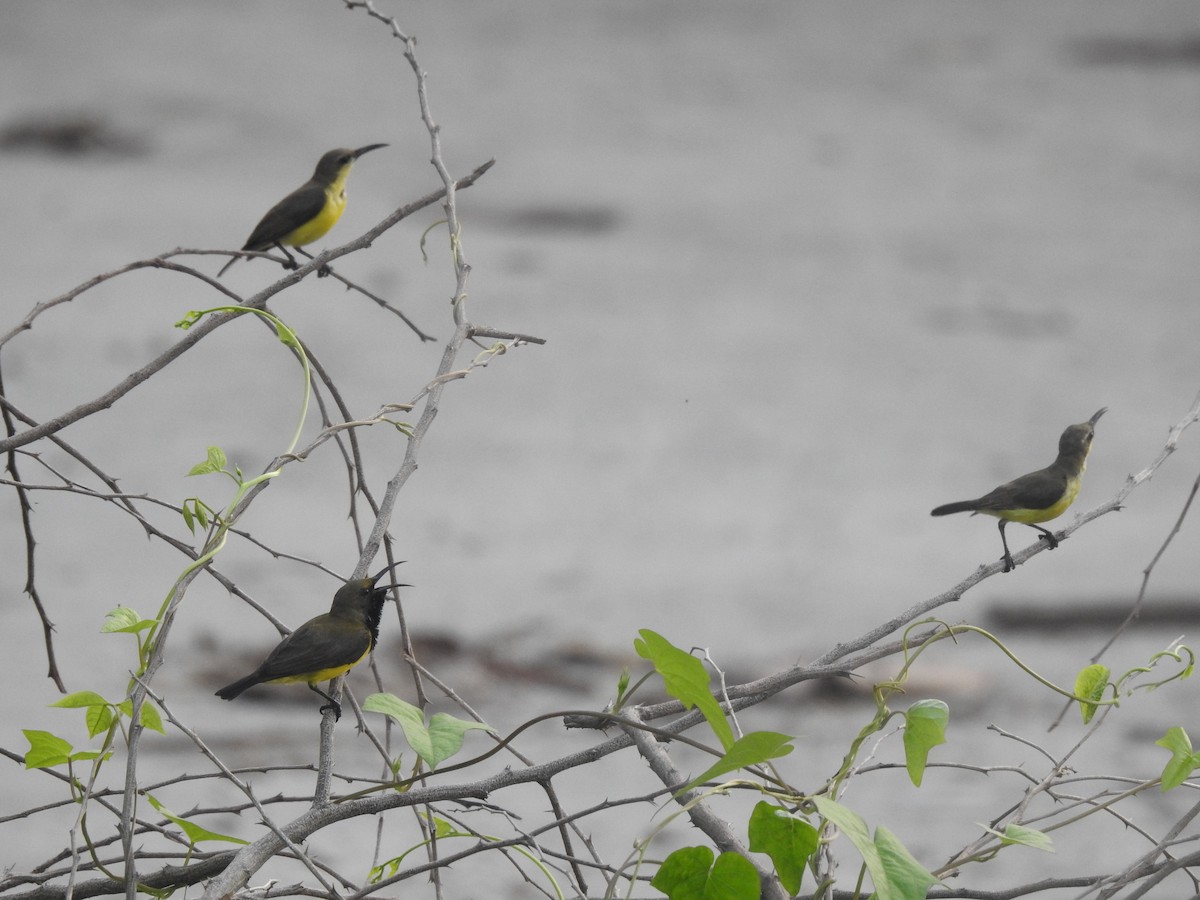 Garden Sunbird - ML641107620