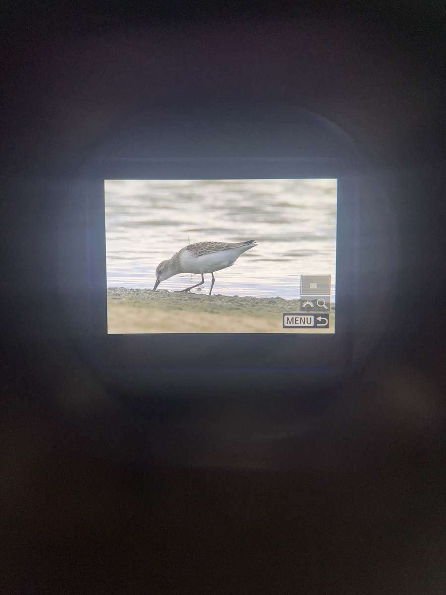 Semipalmated Sandpiper - ML641107625