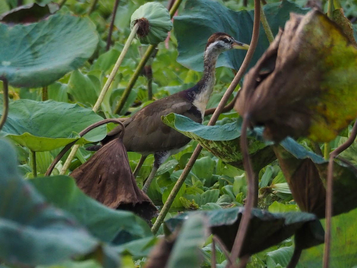 Bronze-winged Jacana - ML641107627
