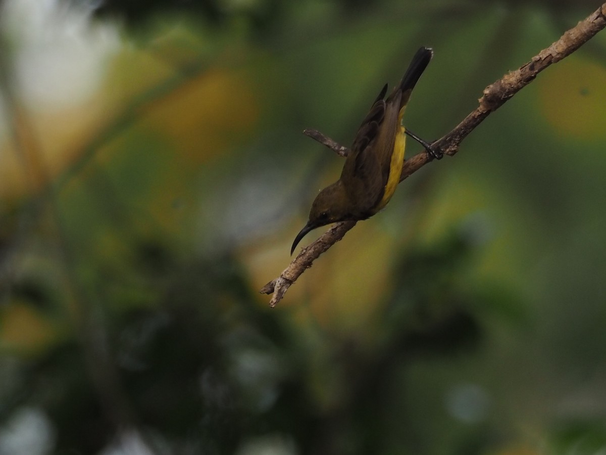 Ornate Sunbird - ML641107642