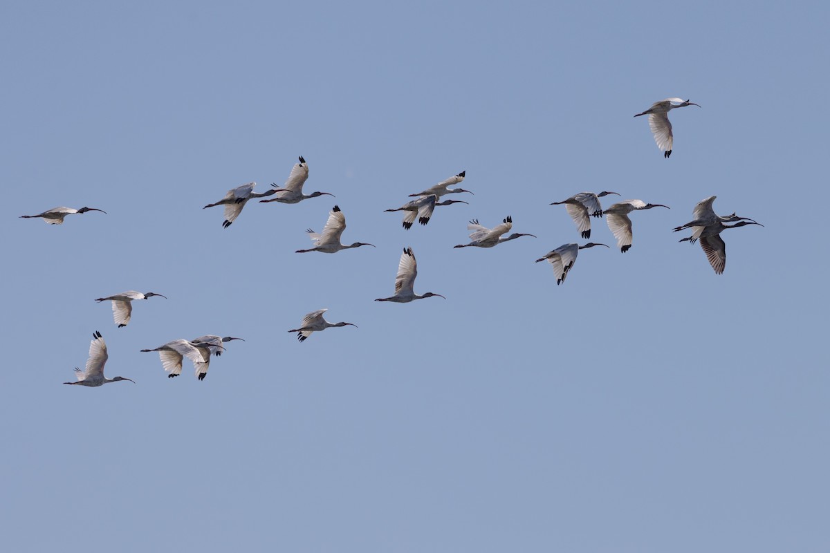 White Ibis - ML641107660