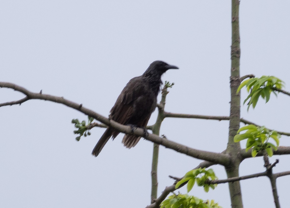 Samoan Starling - ML641107730