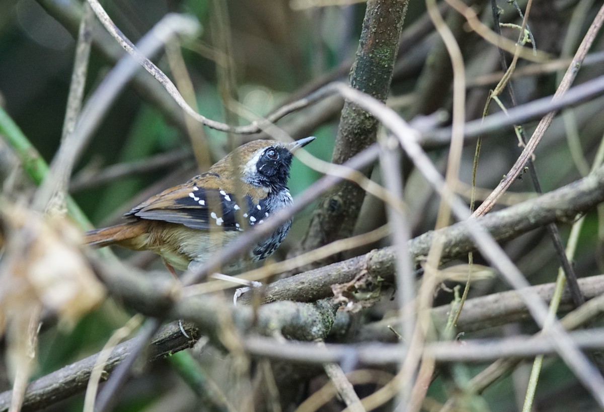 Squamate Antbird - ML641107761