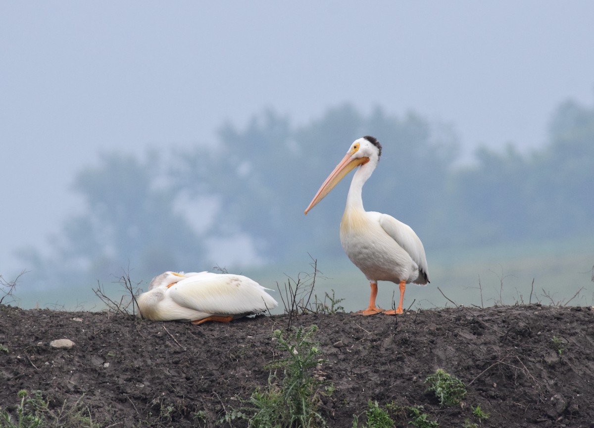 Nashornpelikan - ML641107768