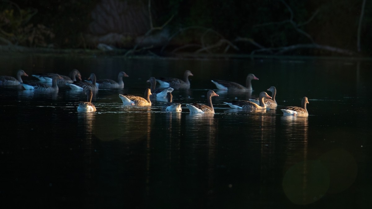 husa velká - ML641107770