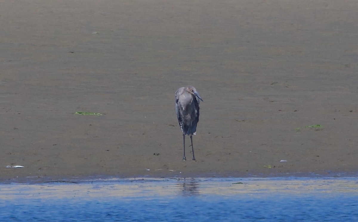 Reddish Egret - ML641107776